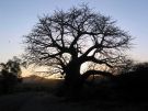 Baobab o zachodzie soca