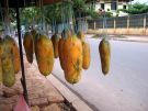 Phnom Pehn. Papaje na sprzeda.