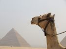Spojrzenie wielbda na piramidy
