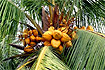 Orzechy kokosowe gotowe do spoycia. Foto: Andrzej Kulka
